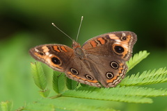 Junonia