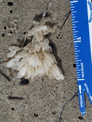 Ocenebrinae