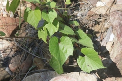 Vitis arizonica