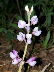 Lupinus perennis