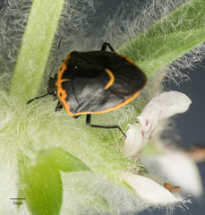 Cosmopepla conspicillaris