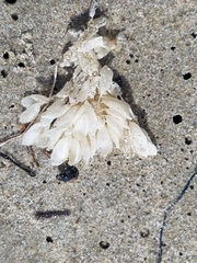 Ocenebrinae