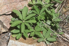 Potentilla thurberi