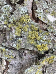 Candelariaceae