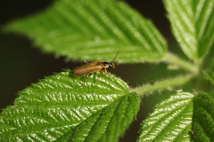 Cantharis decipiens