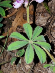 Lupinus perennis