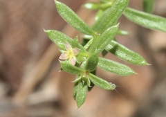 Galium microphyllum