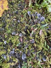 Peltigera canina