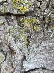 Candelariaceae