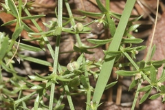 Galium microphyllum