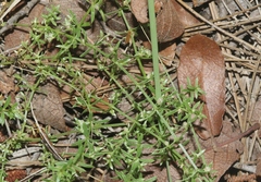 Galium microphyllum