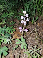 Lupinus perennis