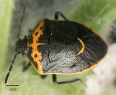 Cosmopepla conspicillaris