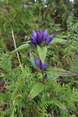Gentiana andrewsii