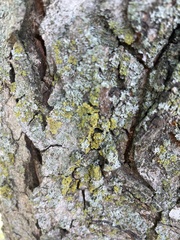 Candelariaceae