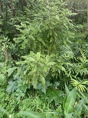 Pittosporum eugenioides