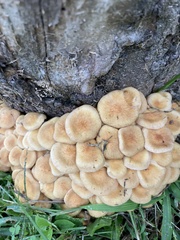 Desarmillaria