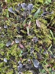 Peltigera canina