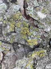 Candelariaceae