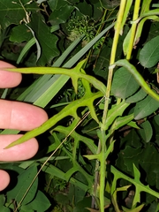 Lactuca canadensis