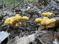 Cantharellus enelensis