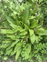 Rumex sanguineus