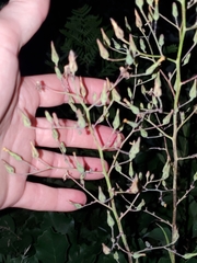 Lactuca canadensis