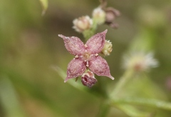 Galium wrightii