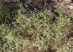 Galium wrightii