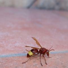 Vespa orientalis