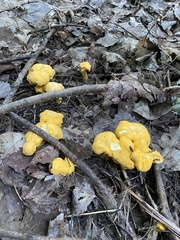 Cantharellus enelensis