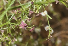 Galium wrightii