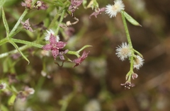 Galium wrightii