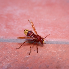 Vespa orientalis