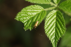 Cantharis decipiens