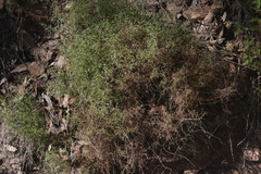 Galium wrightii