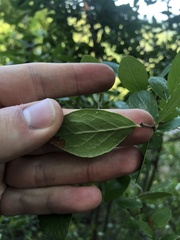 Vaccinioideae