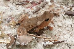 Rhinella margaritifera