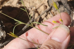 Bidens heterosperma