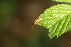 Cantharis decipiens