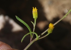 Bidens heterosperma