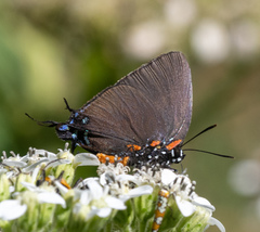 Atlides halesus