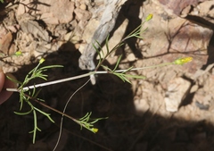 Bidens heterosperma
