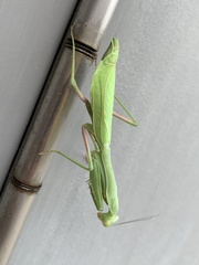 Stagmomantis