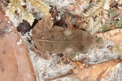 Rhinella margaritifera