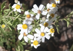 Perityle coronopifolia
