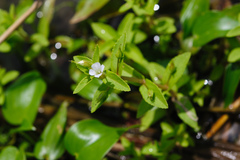 Limnophila aromatica