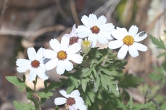 Perityle coronopifolia