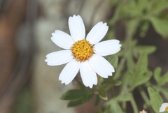 Perityle coronopifolia