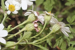 Perityle coronopifolia